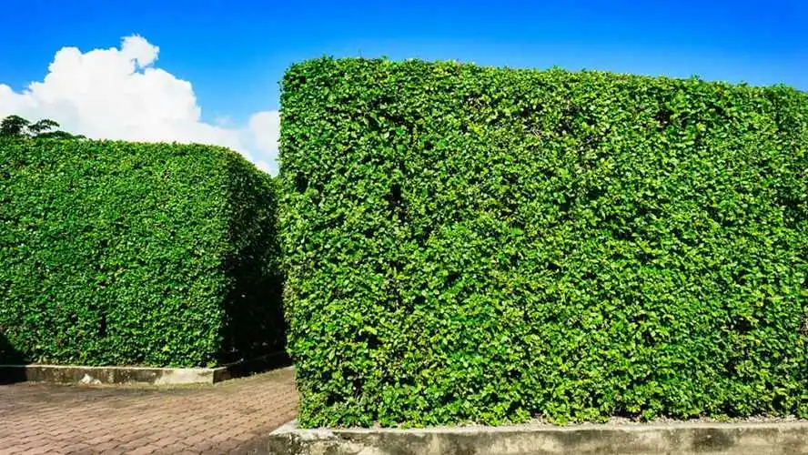种植绿化工程验收方案范本 种植绿化工程验收方案范本