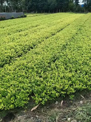 绿化工程栅栏施工方案